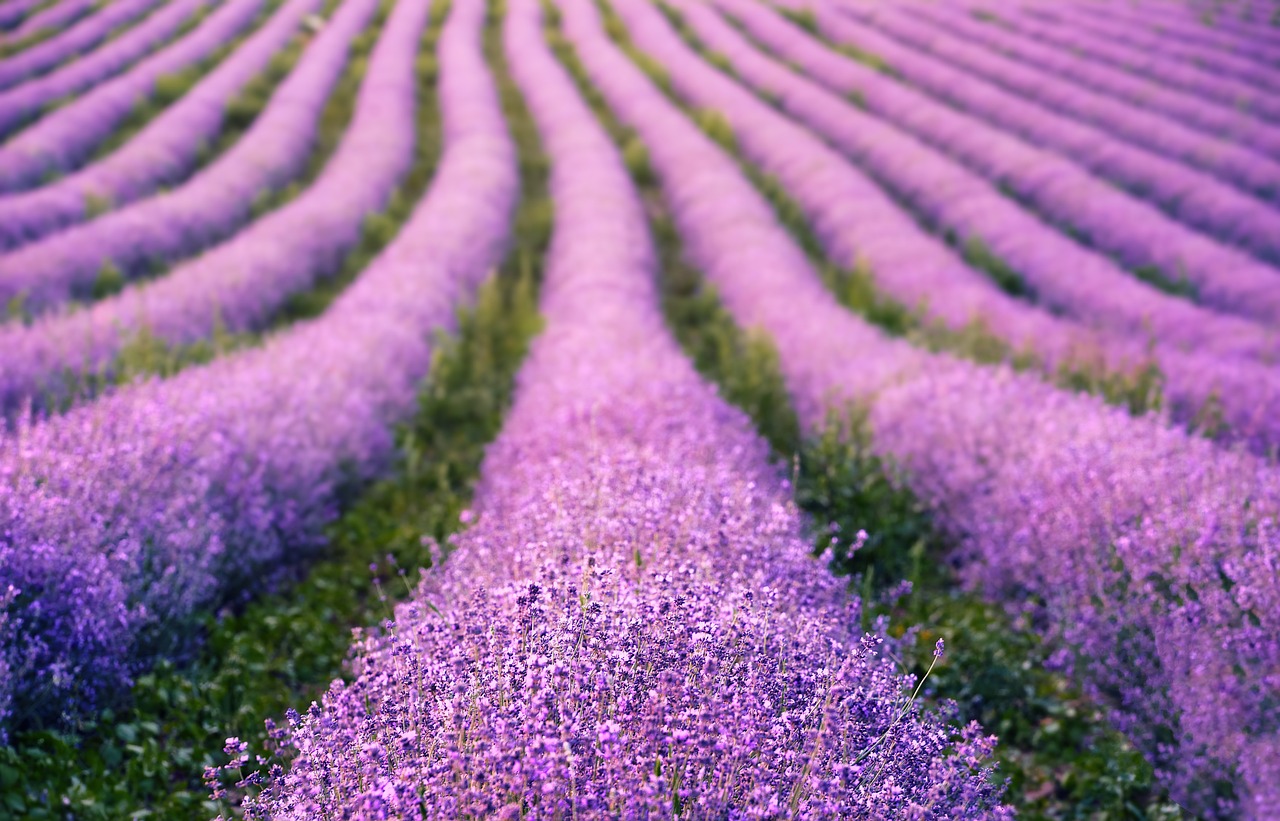 lavenders, flowers, beautiful flowers, lavender field, purple flowers, bloom, blossom, flora, nature, flowering plant, fragrance, plants, inflorescence, field, flower background, hd wallpaper, purple, summer, flower wallpaper, lavender field, lavender field, purple, purple, purple, purple, purple