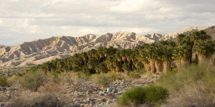 Best Things to Do in Palm Springs, CA Coachella Valley Preserve