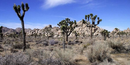 Joshua Tree National Park