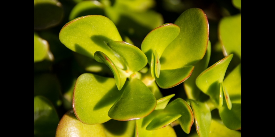 CHEAP INDOOR PLANTS