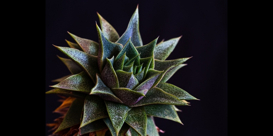 Gasteria (species of Gasteria)