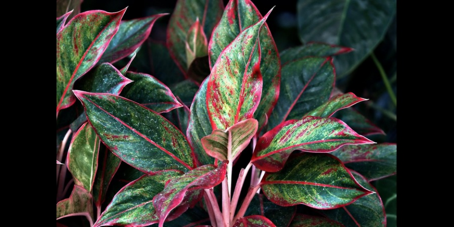 Chinese Aglaonema Evergreen CHEAP INDOOR PLANTS