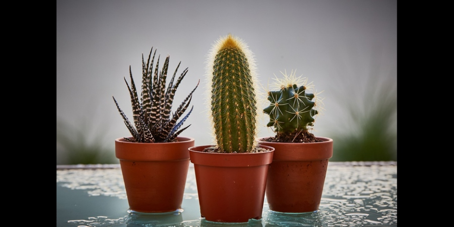 Holiday Cacti (Schlumbergera or Zygocactus)  CHEAP INDOOR PLANTS