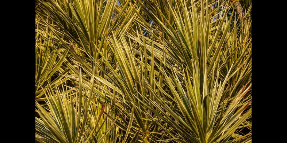 Dragon Tree (Dracaena Marginata) CHEAP INDOOR PLANTS