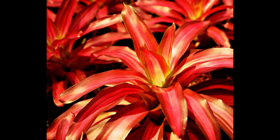 Plant Exchange in America: Bromeliad  CHEAP INDOOR PLANTS