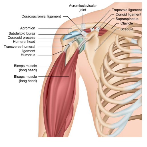 Anatomical illustration of the shoulder joint structure, highlighting bones, muscles, and tendons. The image explains shoulder cracking, joint movement, and potential causes.