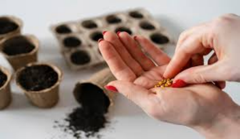 Indoor Plants Seeds