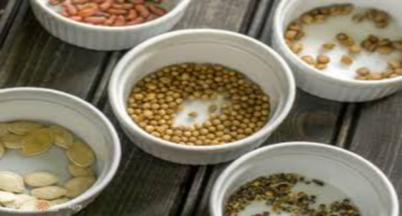 What to Look for When Buying Seeds Indoor Plants Seeds