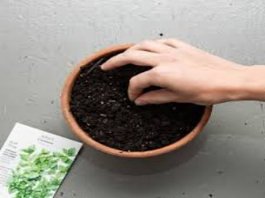 Step 3: Planting the Seeds Indoor Plants Seeds