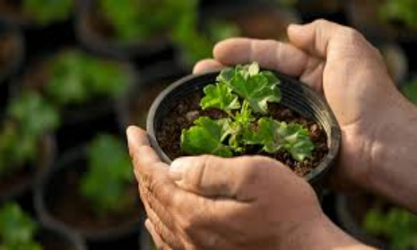 Step 5: Caring for Your Seedlings