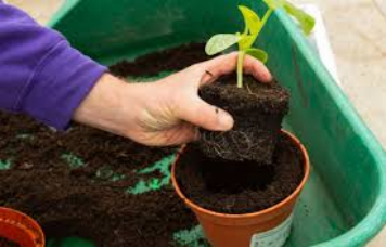  Transplanting into Larger Pots