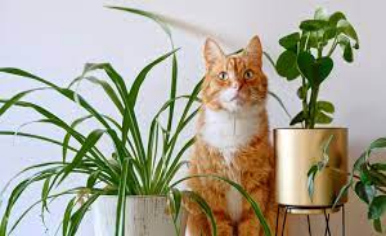 Indoor Plants That Are Not Poisonous to Dogs Why Choose Pet-Friendly Plants?