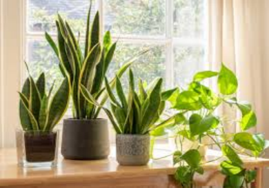 Indoor Plants That Are Not Poisonous to Dogs 1. Air Purification