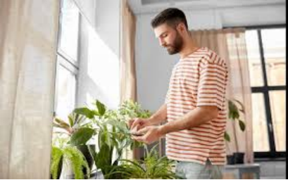 Indoor Plants That Are Not Poisonous to Dogs