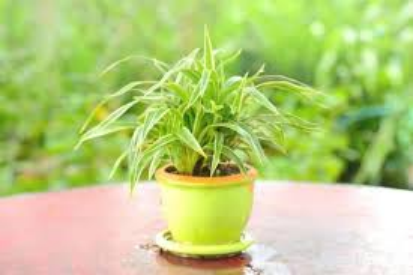 Indoor Plants That Are Not Poisonous to Dogs 4 Humidity Regulation