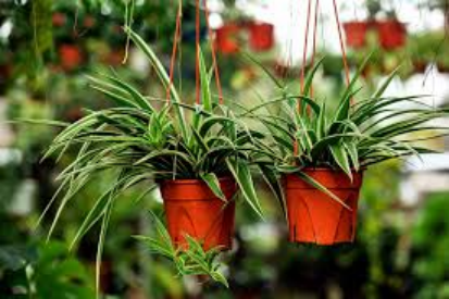 1. Spider Plant (Chlorophytum comosum)