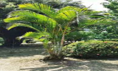 Indoor Plants That Are Not Poisonous to Dogs Areca Palm (Dypsis lutescens)