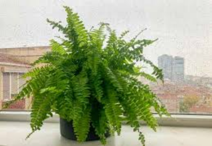 Indoor Plants That Are Not Poisonous to Dogs Boston Fern (Nephrolepis exaltata)