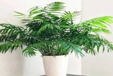 Indoor Plants That Are Not Poisonous to Dogs Parlor Palm (Chamaedorea elegans)