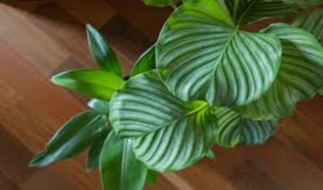 Indoor Plants That Are Not Poisonous to Dogs Calathea (Calathea spp.)