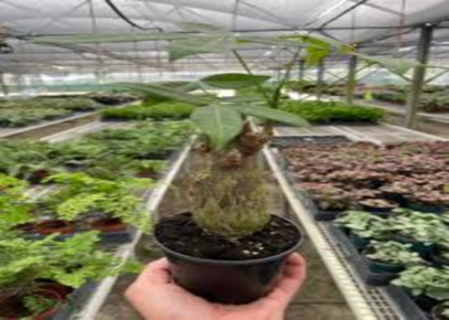Indoor Plants That Are Not Poisonous to Dogs Money Tree (Pachira aquatica)