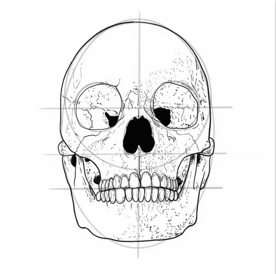 Draw specific details into the skull area above and on the teeth
