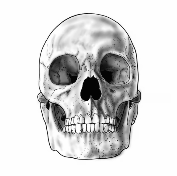  Learn to Shade Objects and Create Dimensions.drawing a skull