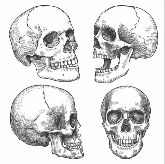  Explore different perspectives.drawing a skull
