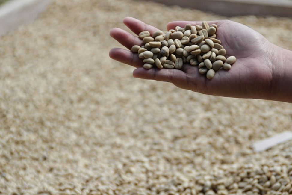 Kopi Luwak: The "Cat" Coffee
The World's Most Expensive Coffees 