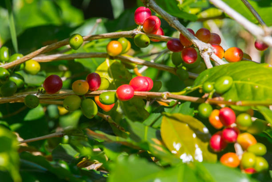 Jamaican Blue Mountain
The World's Most Expensive Coffees 