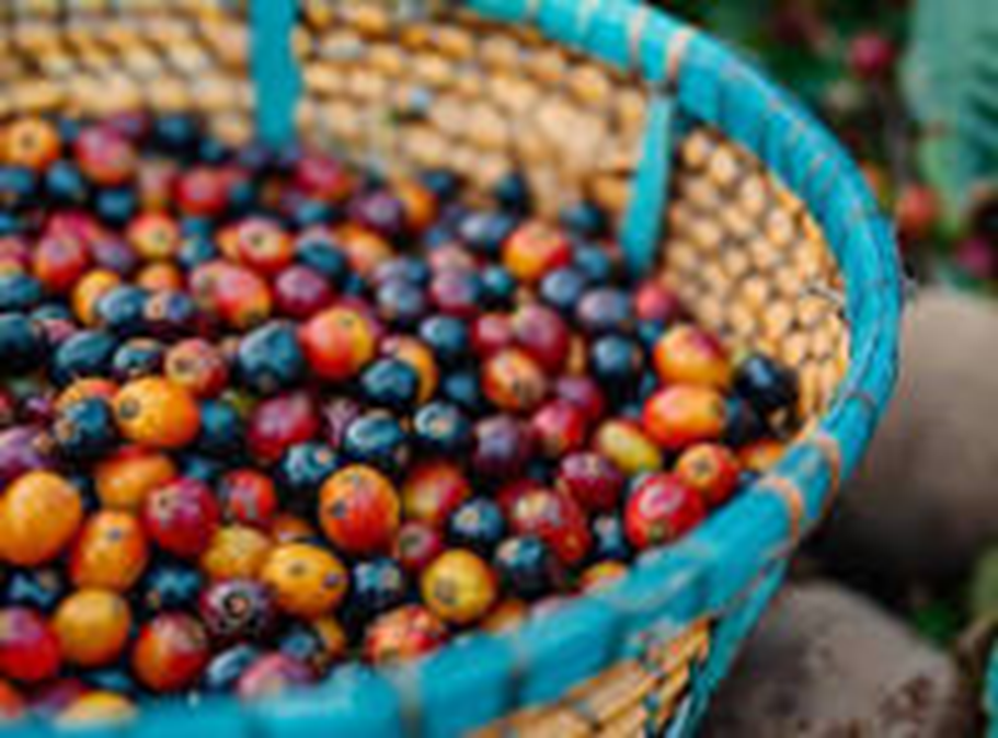 Molokai Coffee: Hawaiian Rarity