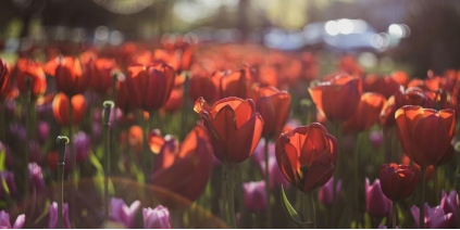 Red Butte Garden