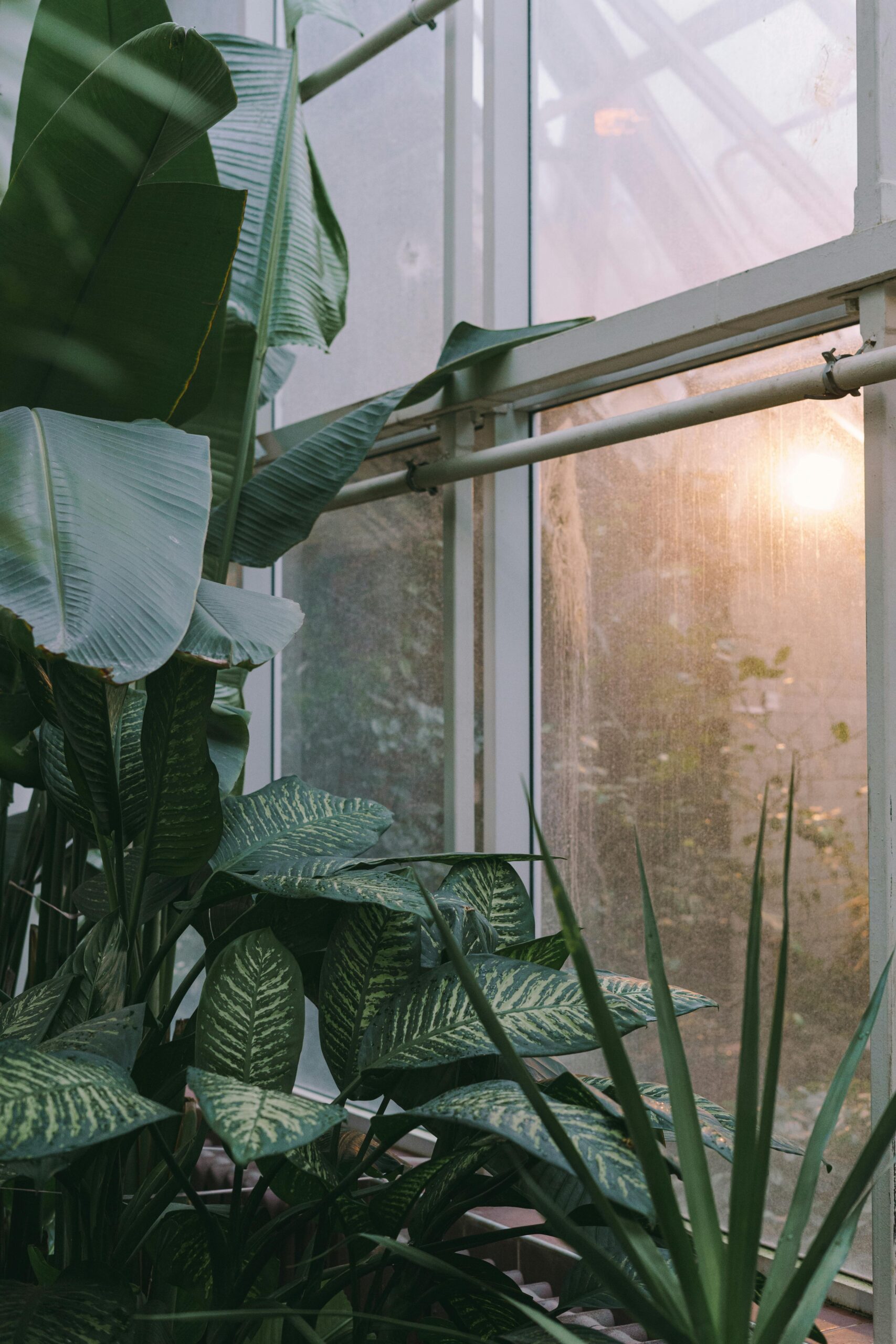 A serene indoor greenhouse showcasing lush tropical plants illuminated by gentle sunlight.